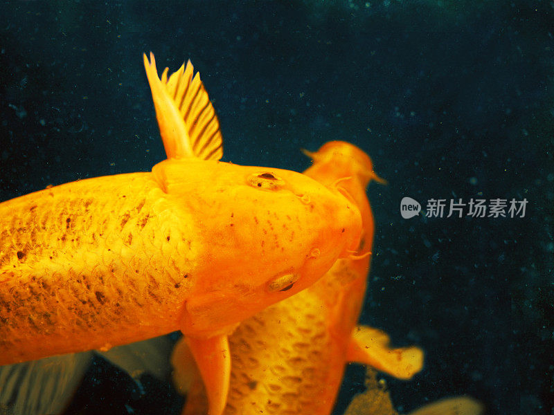 游泳鲤鱼日本鲤(cyprinus carpio)美丽的金色变化的水作为背景插图